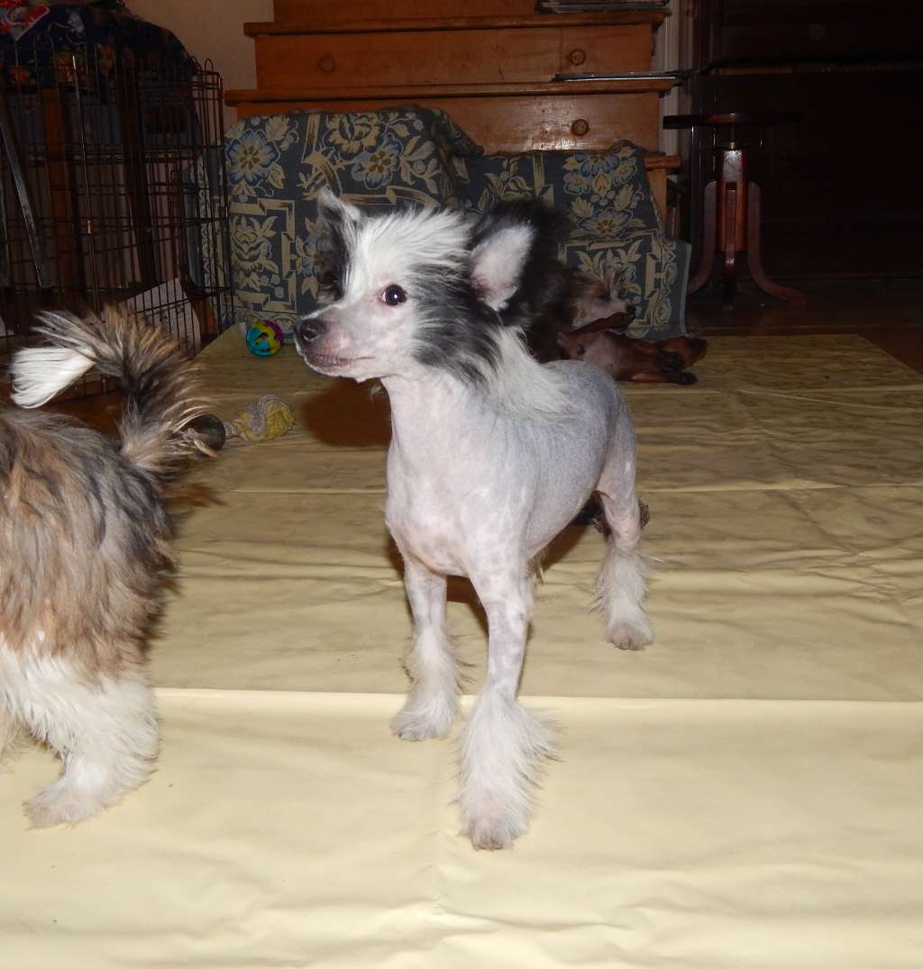 Vera Victrix Mali Zmaj