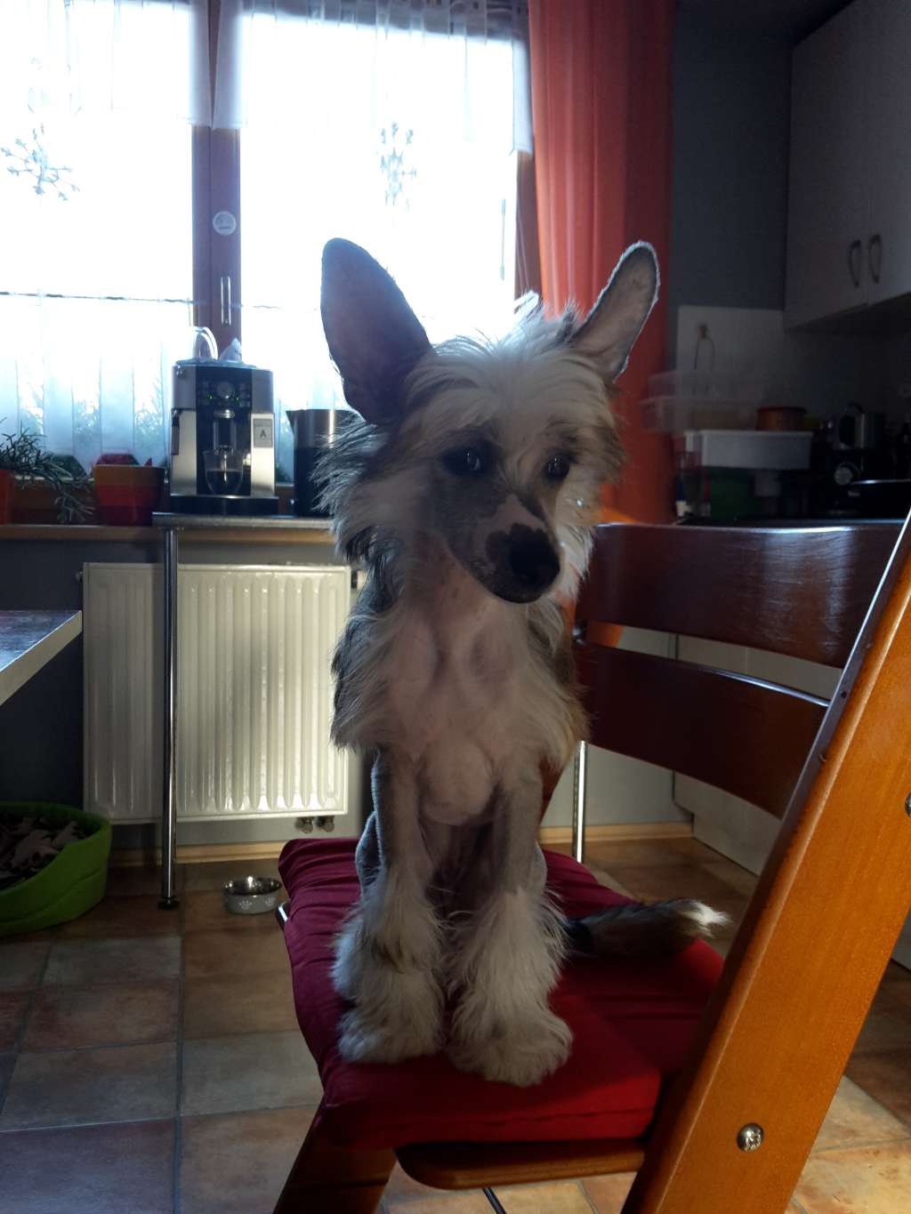 Colombina Garden Roses