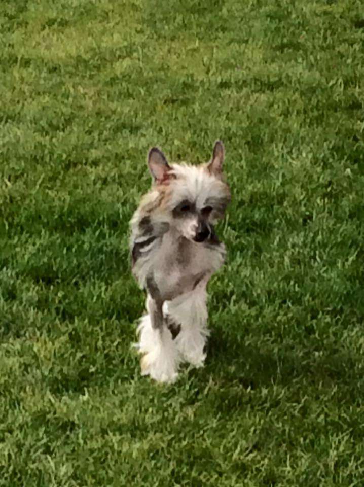 Capella Garden Roses