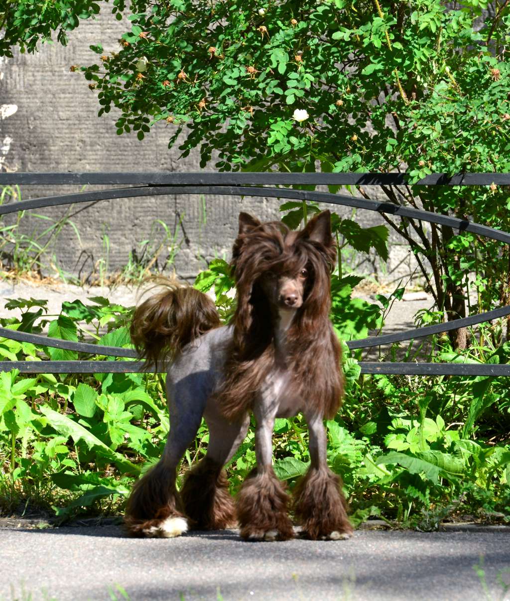 Hitline Ltd  Valkyria