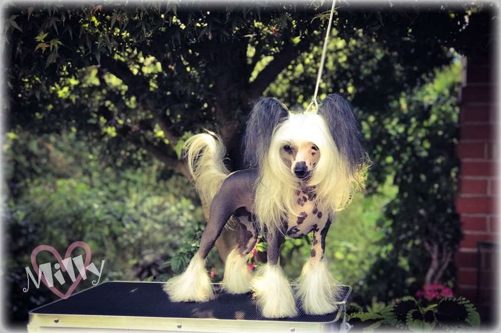 Magic of Success Life Melody