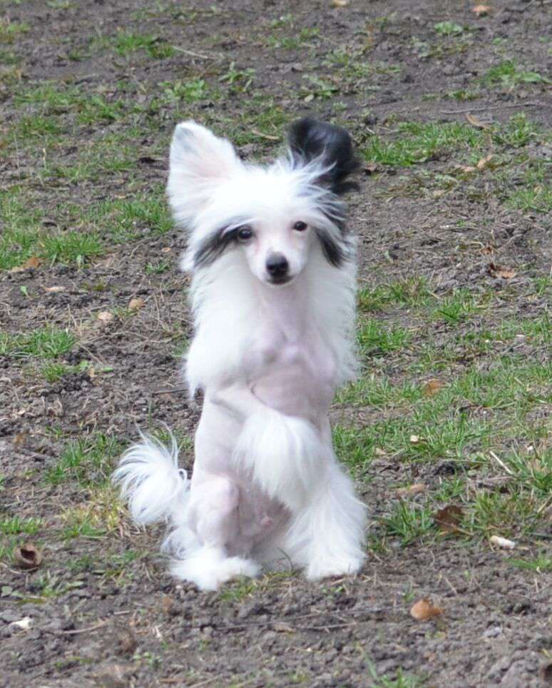 Magic of Success Let Me Be Your Dream