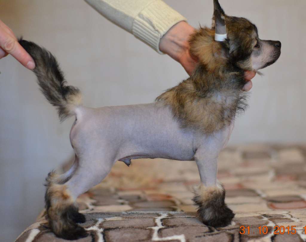 Shlyahetski Gonar Bakardi