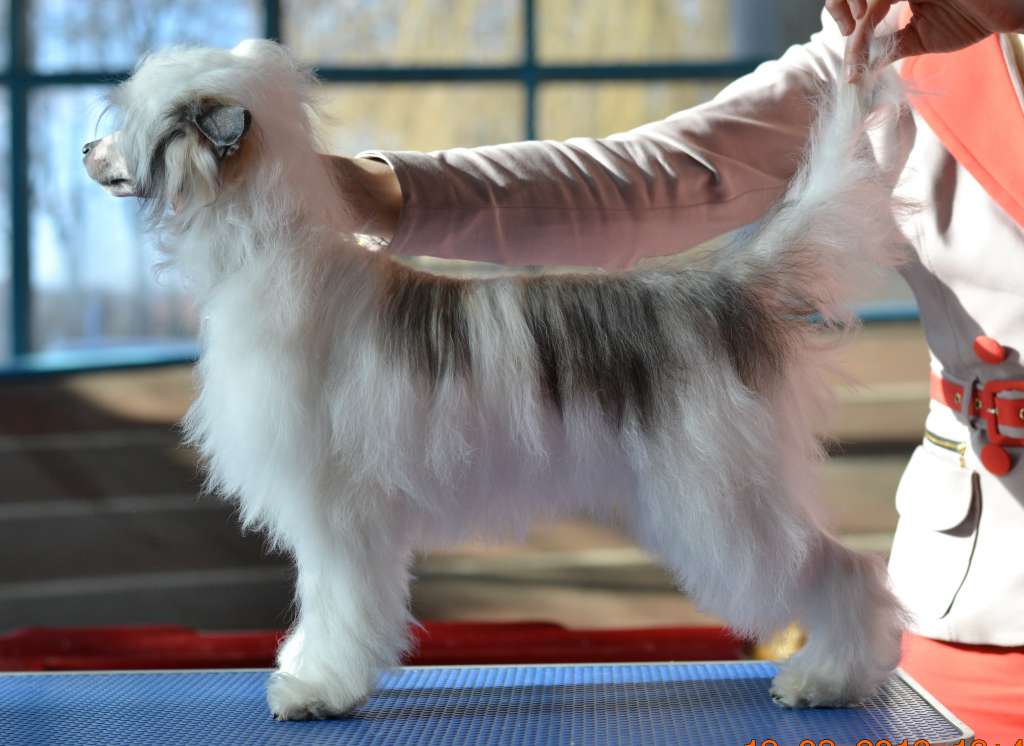 Shlyahetski Gonar Briana