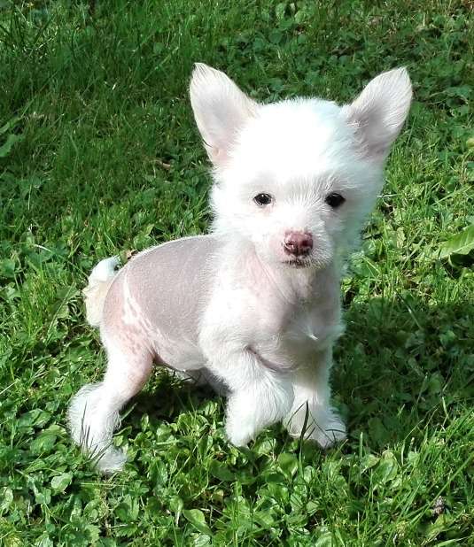 Bella Lady Cinske stesti