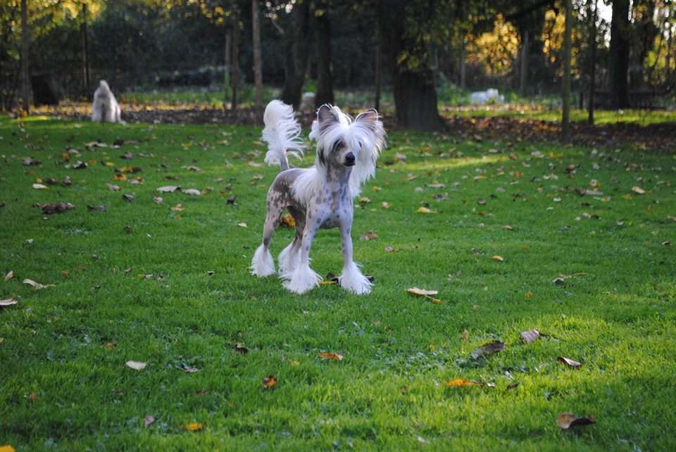 Olina Top Model de Rama