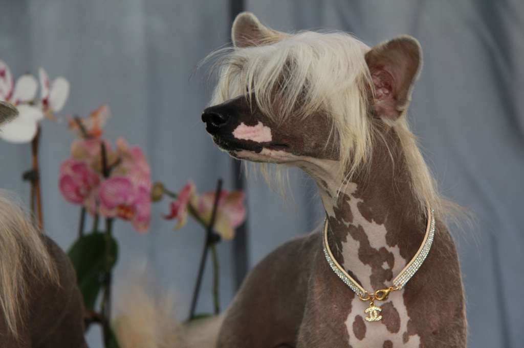 Show Galaktika Louis Vuitton