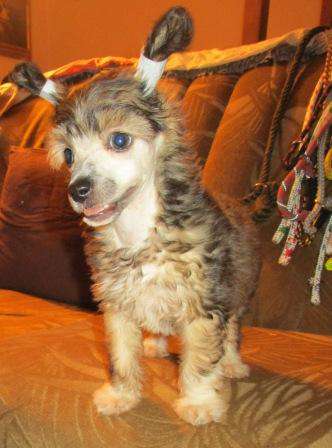 Scherzando Fuvalom Fonzie