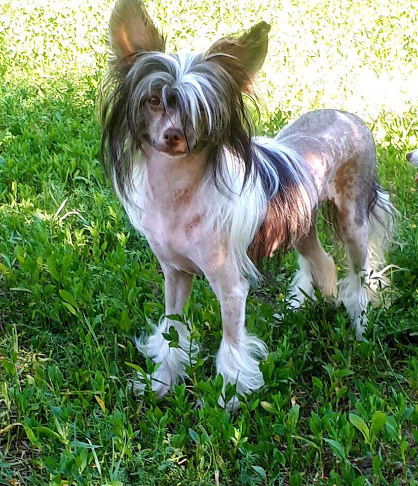 Muso Grazioso Richmond of my love