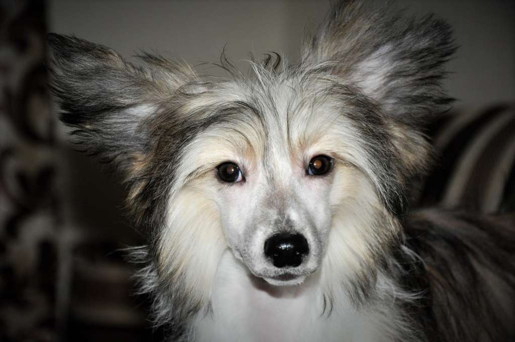 Rambler Winning Smile