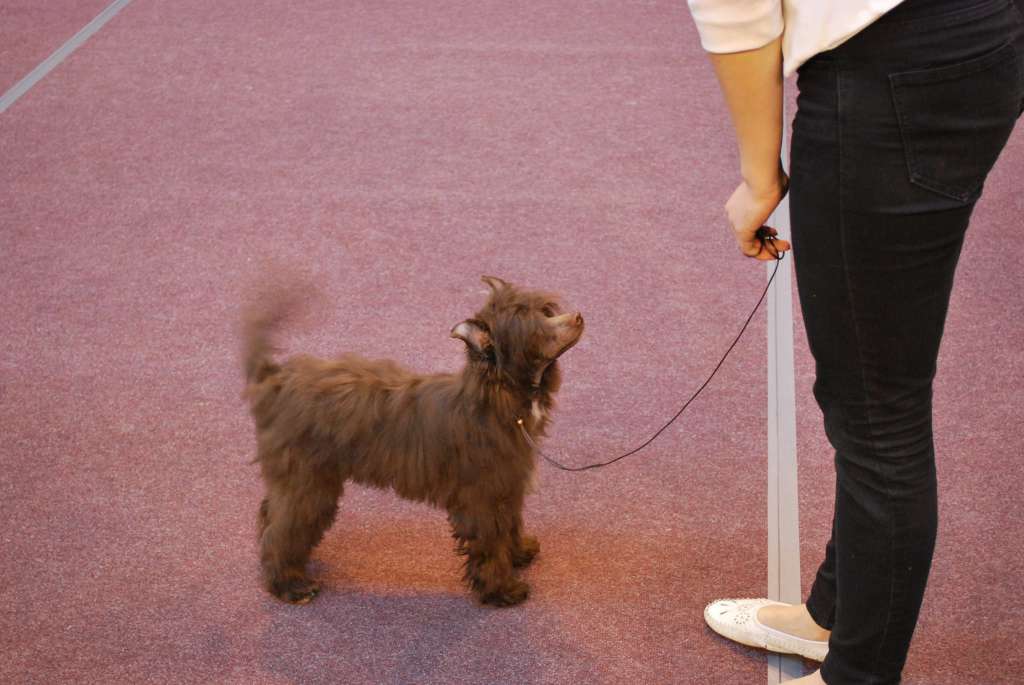 Charuyuschiy Soblazn Enau Ogon' Zhelaniy