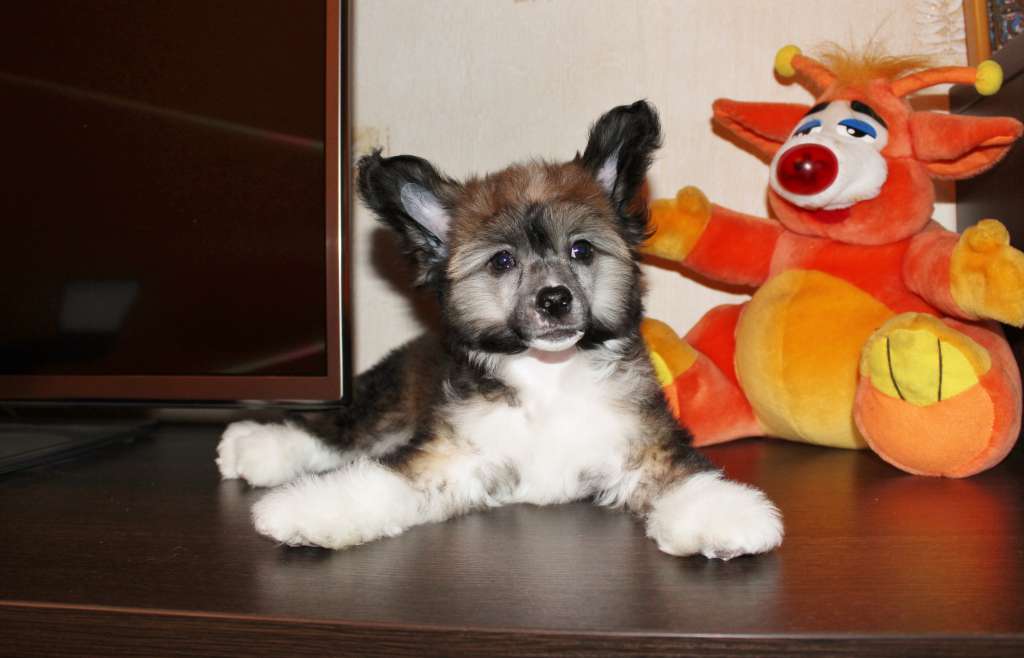 Zvozdoshka Urals Evelina