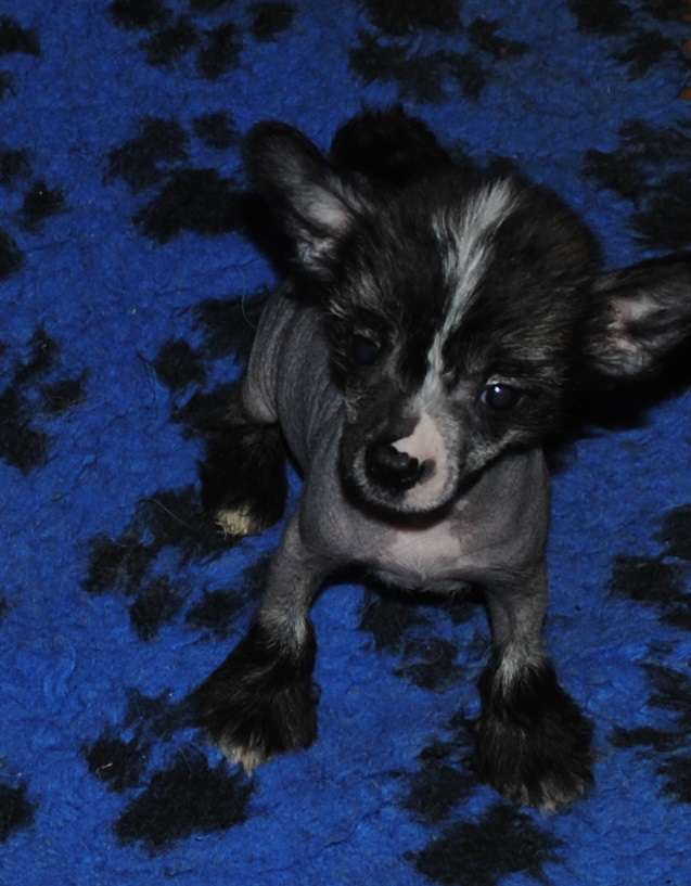 Brilliance  Dom Risorto