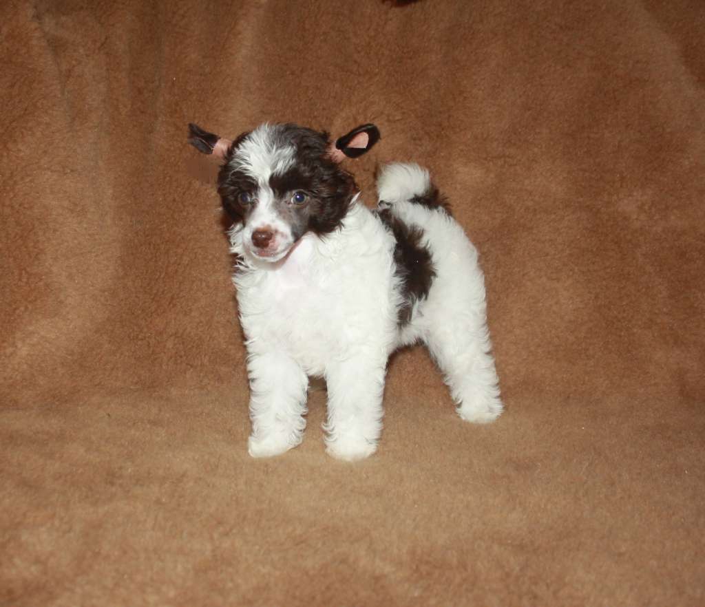 Charuyuschiy Soblazn Estera