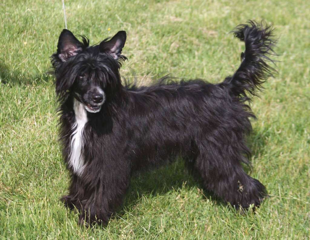 Crestilux Another Ace