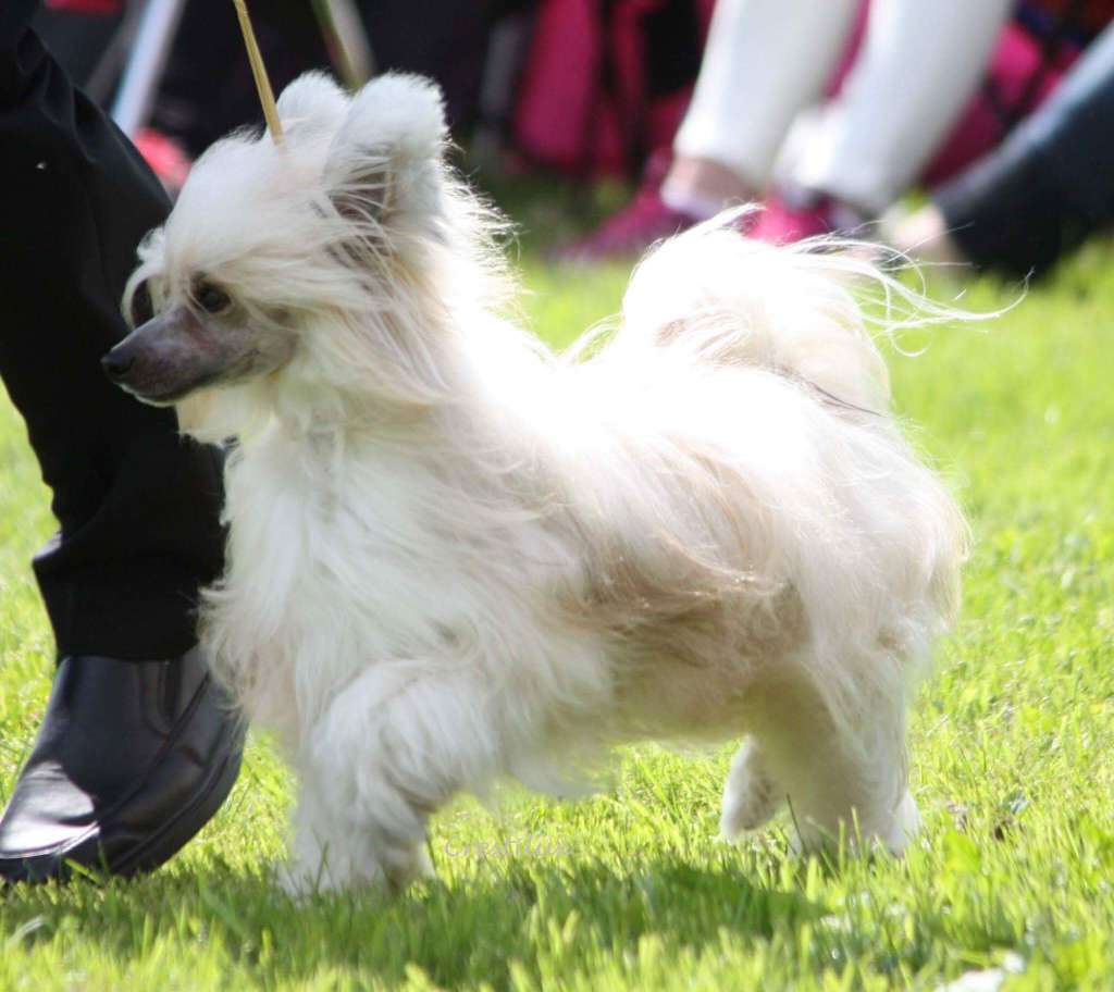 Crestilux Always Active