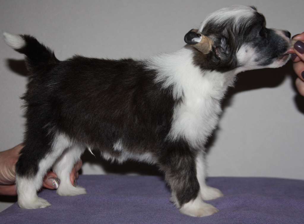 Crestilux Awesome Actor