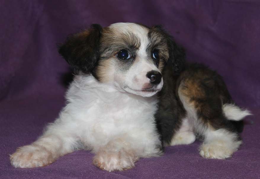 Angel O' Check Zauchka