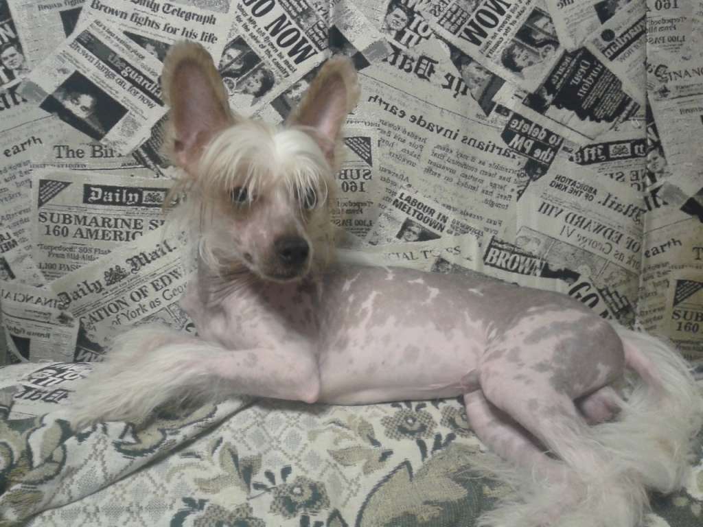 Star Style Belii Shokolad