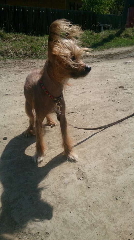 Star Style Blagorodnii Ricsar