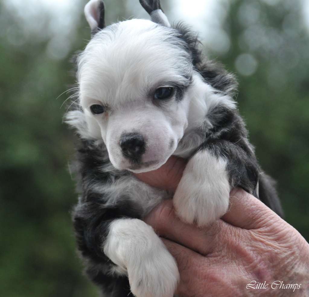 Lerden Little Champs