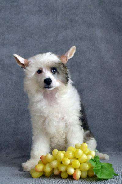 Vologodskiy Souvenir Vajnaya Persona