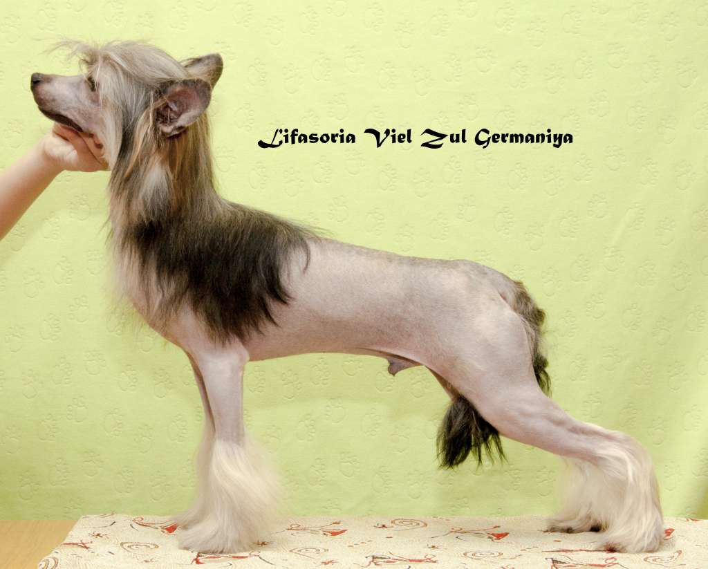 Lifasoria Viel Zul Germaniya