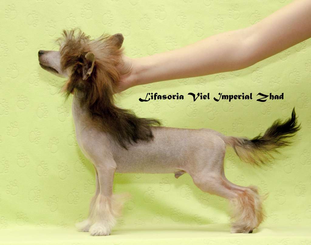 Lifasoria Viel Imperial Zhad