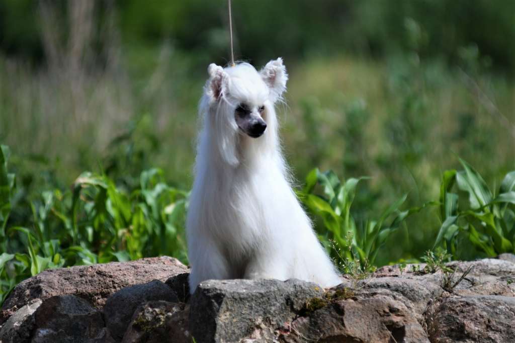 Tequila Boom Winnig Smile