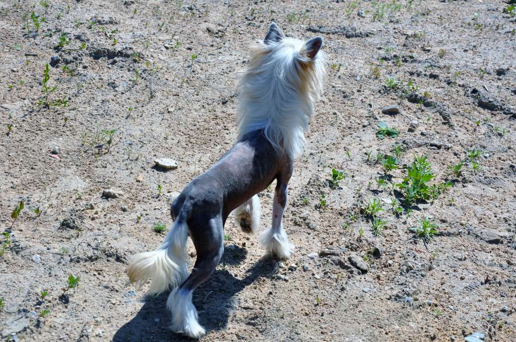 Tom Sawyer Winning Smile