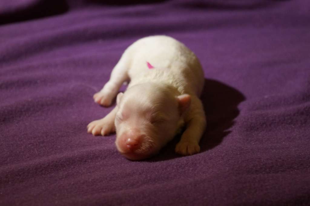 Akiro Made of Frabies Beauties