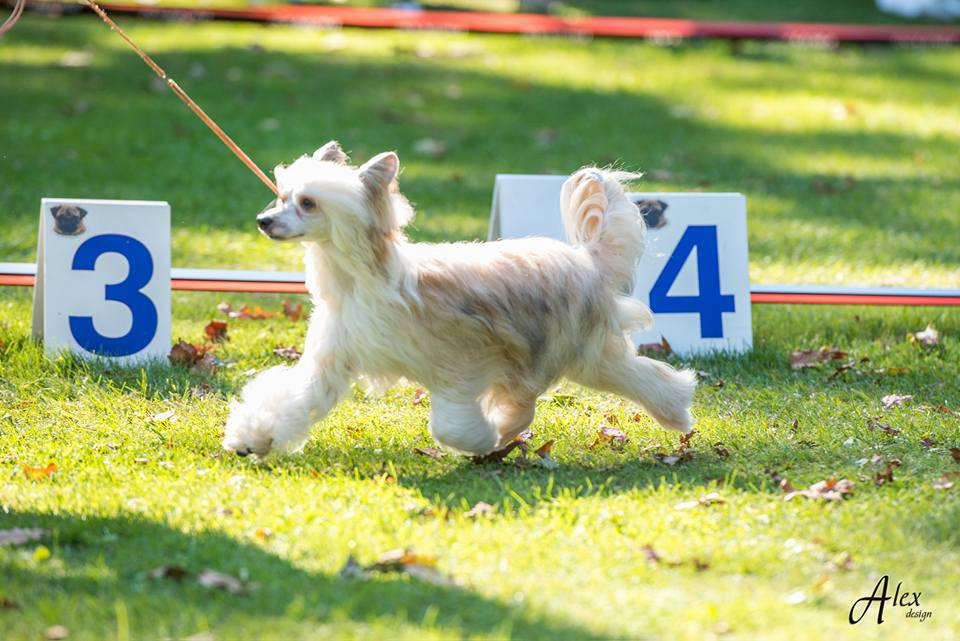 Adelina Baltic Sunrise