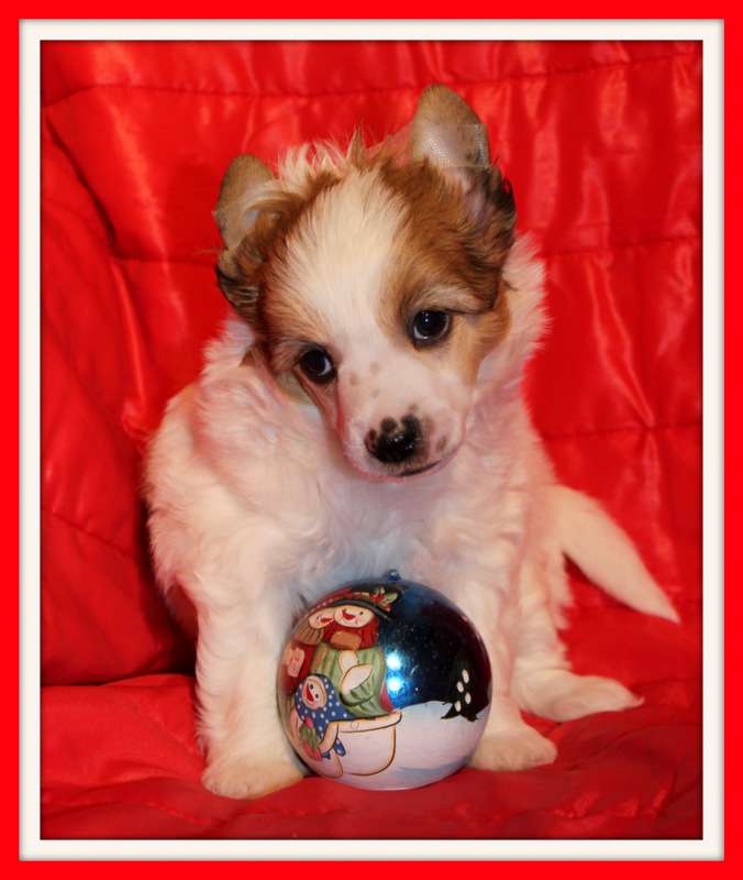 l'utra chic du pavé de varennes