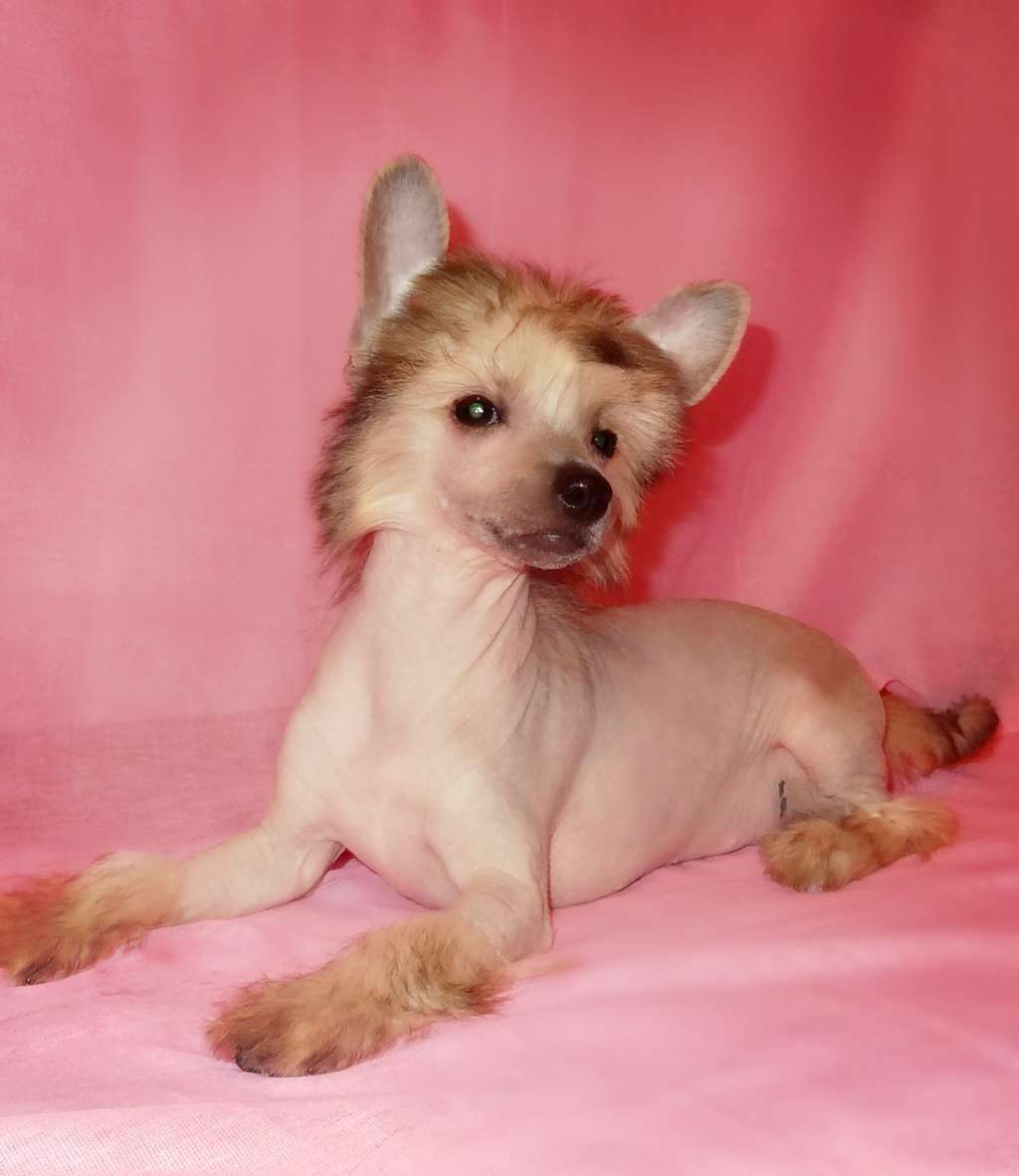 Millenium Pride Evangelina