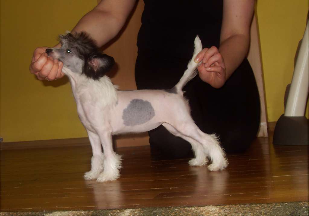 My Crazy Crested Deep Souffle