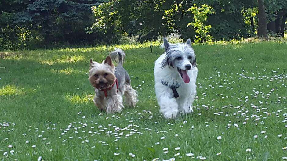 My Crazy Crested Drowsy Lune
