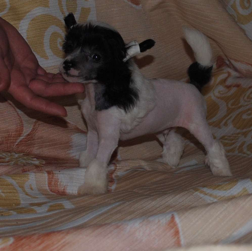 Yankee Doodle Dom Risorto