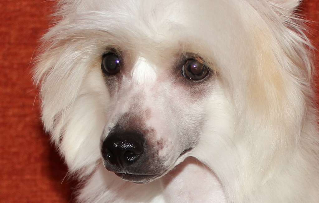 Zlato Volmari White Gold