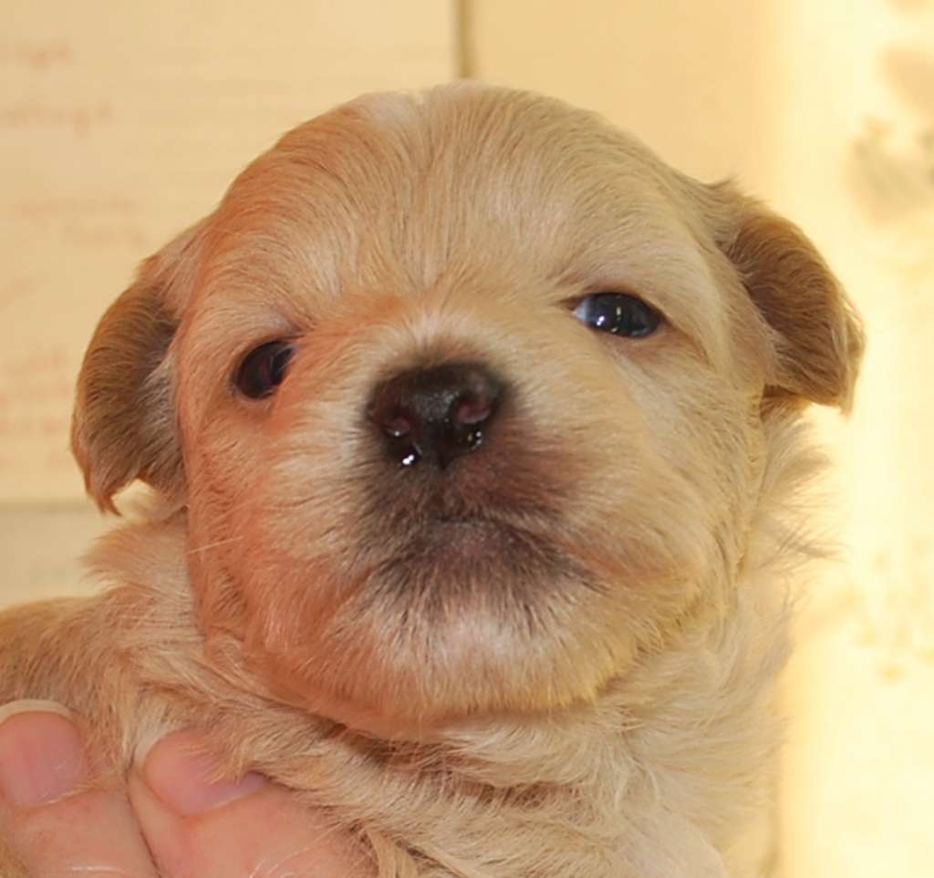 Pappersdrakens Onkel Fester