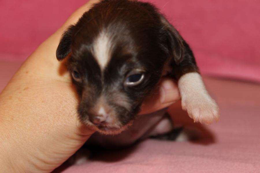 Chuza Made of Frabies Beauties