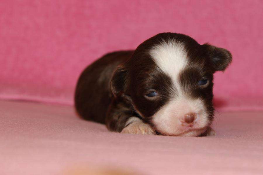 Calimero Made of Frabies Beauties