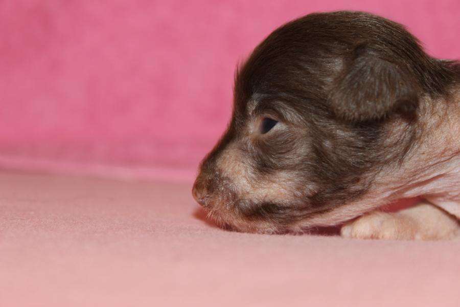 Chica Made of Frabies Beauties