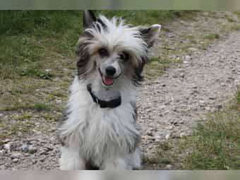 Cotton Candy Made of Frabies Beauties