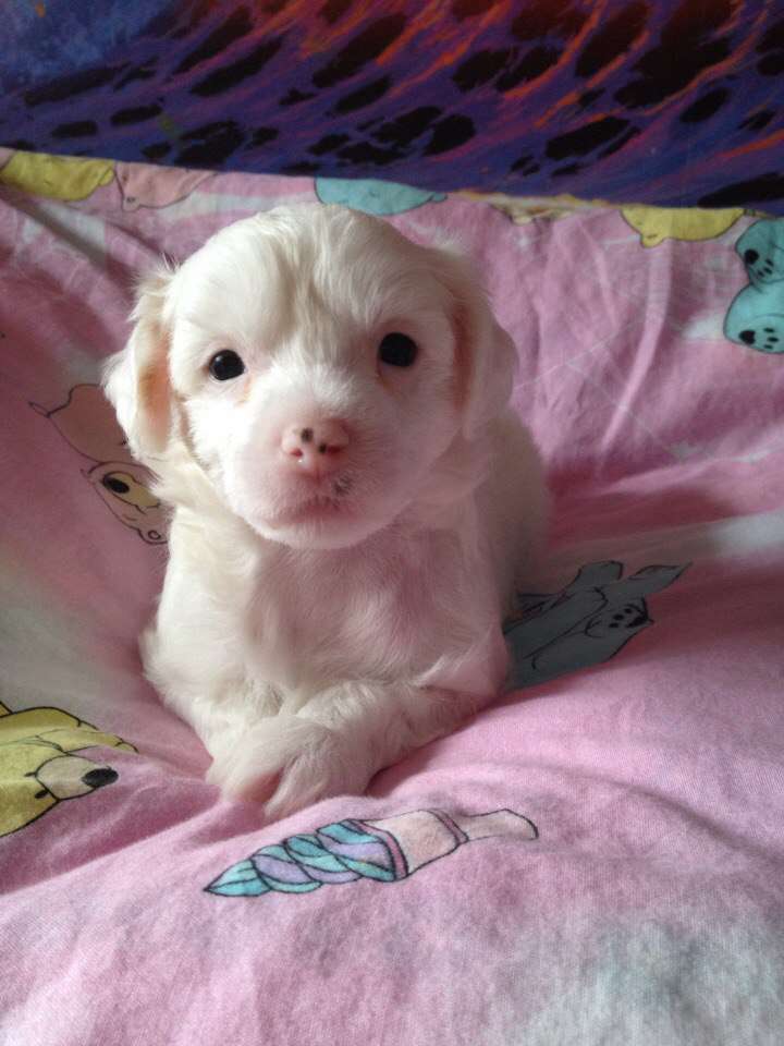 Ognenny Lotos Ratatui