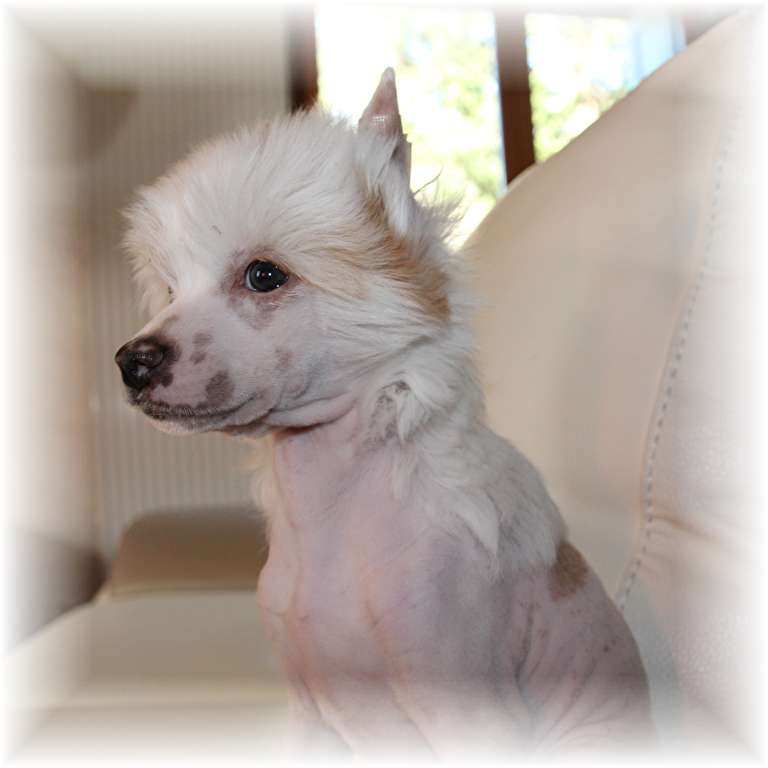 Liloup of my Dreams des Zéphyrs de l'Olympe