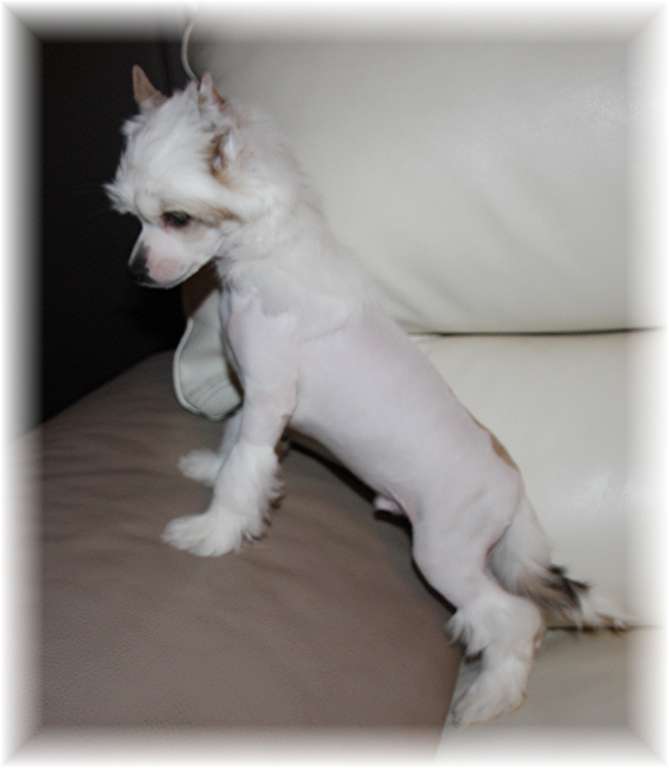 Luxury White Storm des Zéphyrs de l'Olympe