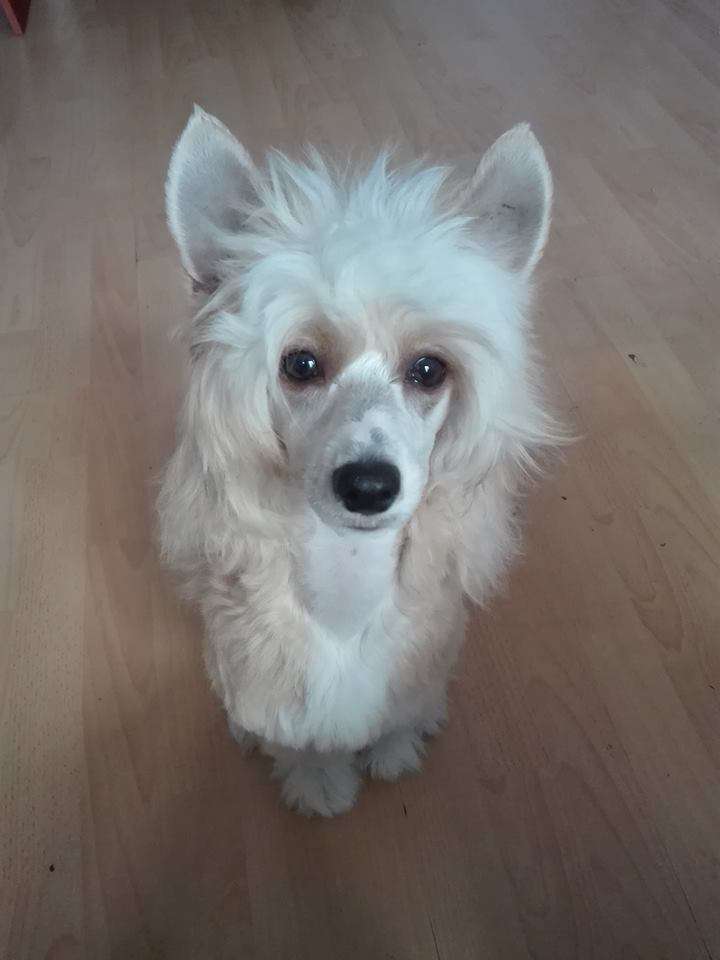 Siberian Love Winter Frost