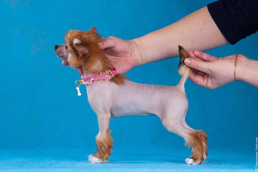 Rolana Family Tear Cleopatra