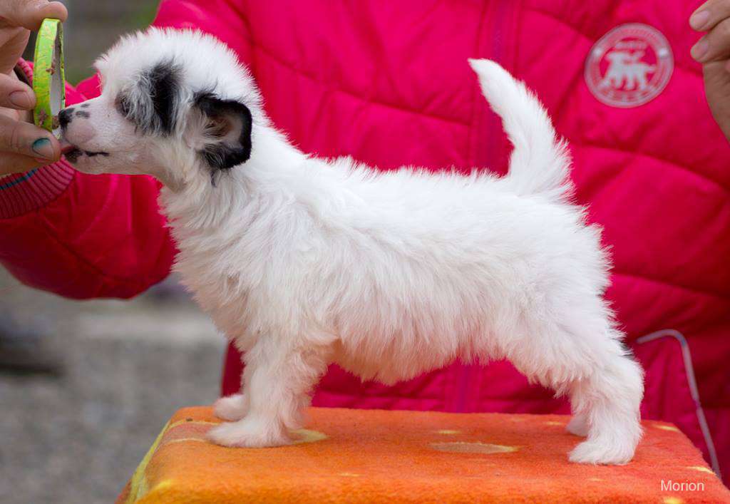 Shantli Rose Alba Ross