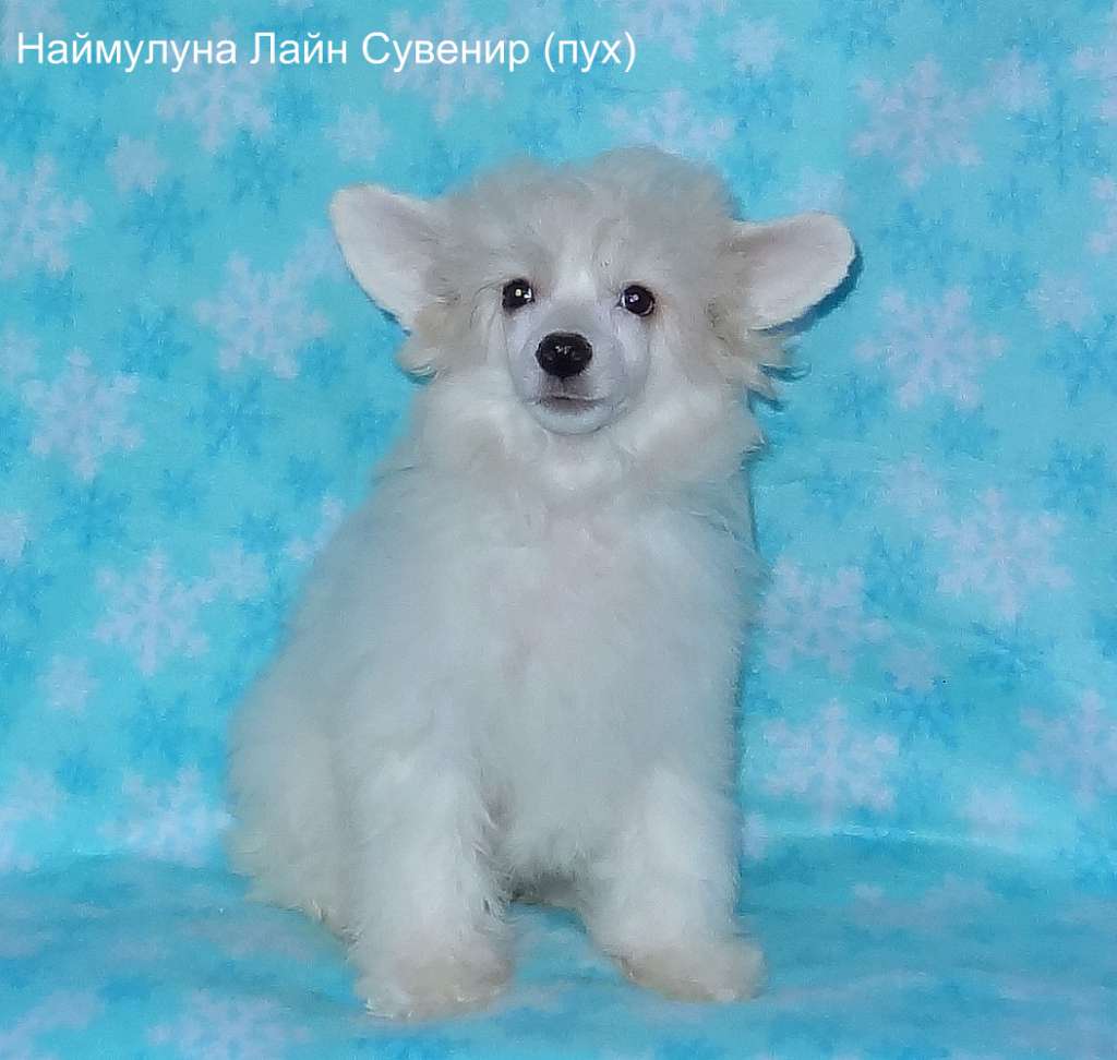 Naimuluna Line Suvenir (puff)